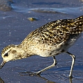 Some first summer feathers coming but this individual still have lots of juvenile feathers through coverts to tertiaries. <br />Canon EOS 7D + EF400 F5.6L